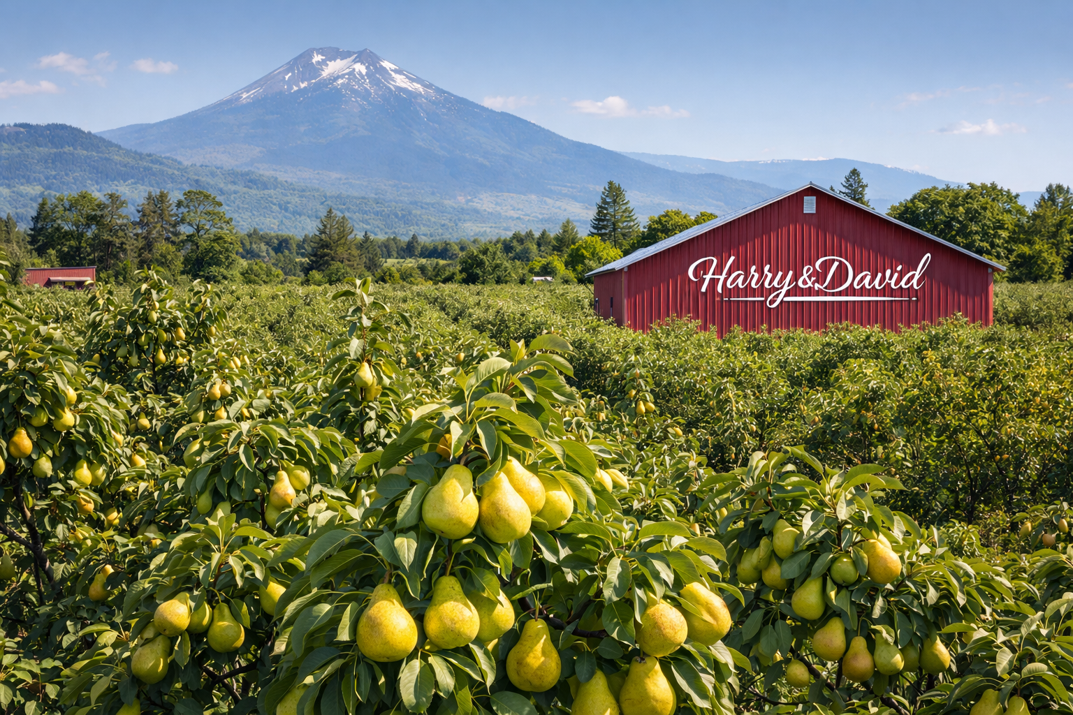 Pear orchards in Jackson County, Oregon